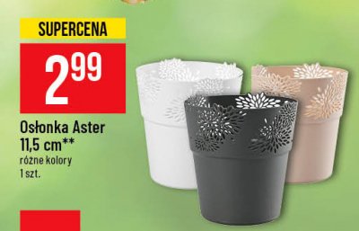 Os艂onka aster 11.5 cm promocja