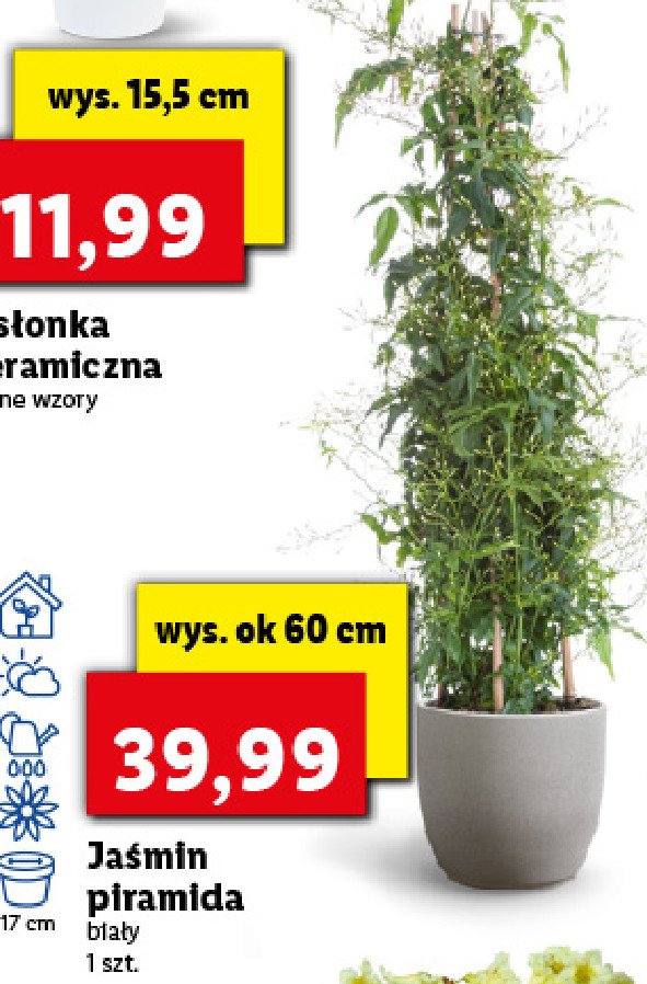 Ja艣min piramida bia艂y 60 cm promocja