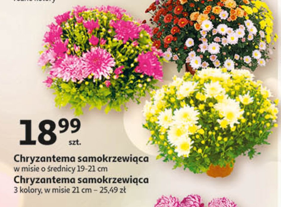 Chryzantema samokrzew 19-21 cm promocja
