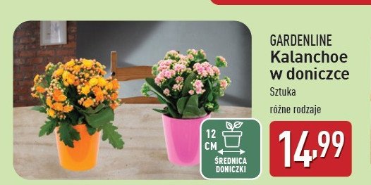 Kalanchoe w doniczce 12 cm promocja