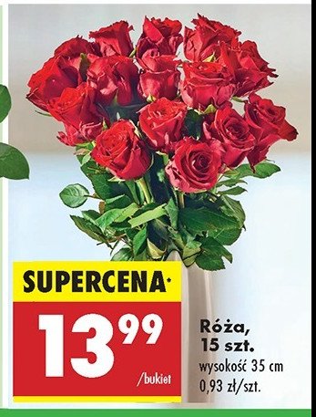 Róża 25 cm promocja w Biedronka