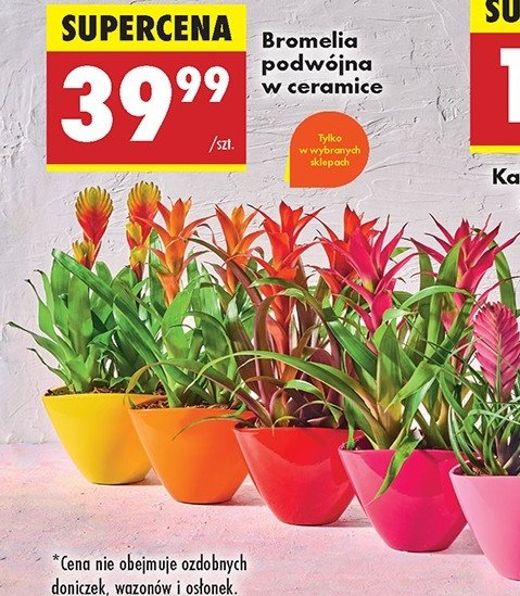 Bromelia promocja