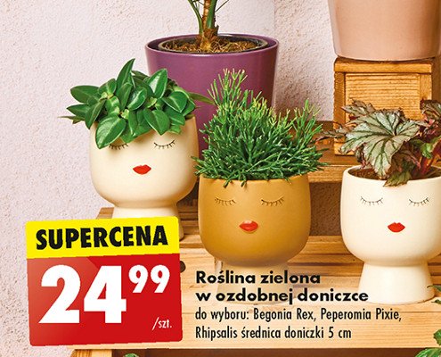 Peperomia pixie green promocja