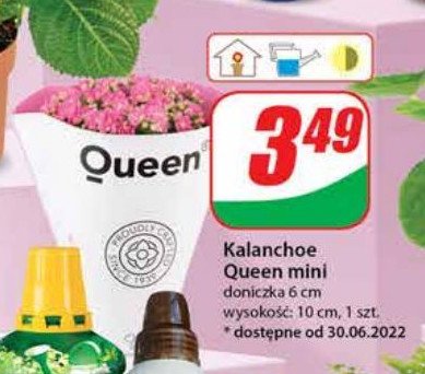 Kalanchoe calandina queen 6 cm promocje