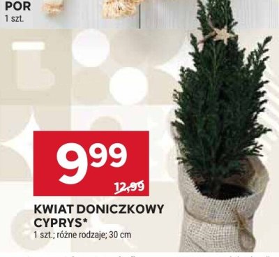 Kwiat doniczkowy Cyprys promocja w Stokrotka