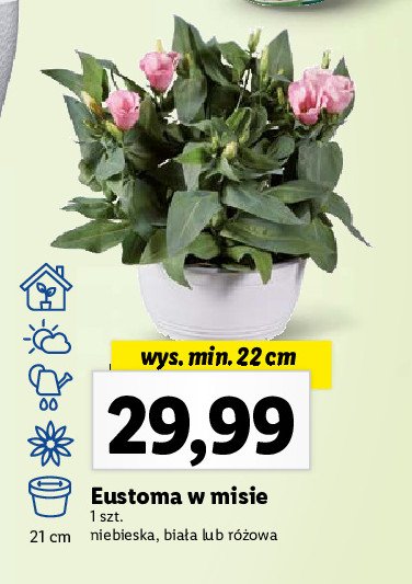 Eustoma wys. 22 cm promocja