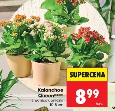 Kalanchoe Queen promocja w Biedronka