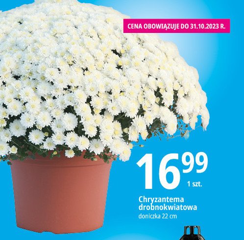 Chryzantema drobnokwiatowa 22 cm promocja