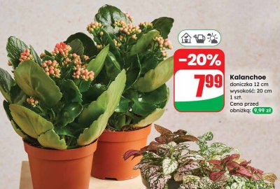 Kalanchoe doniczka 12 cm wysokość: 20 cm promocja w Dino