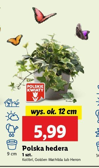 Hedera heron don. 9 cm promocja w Lidl