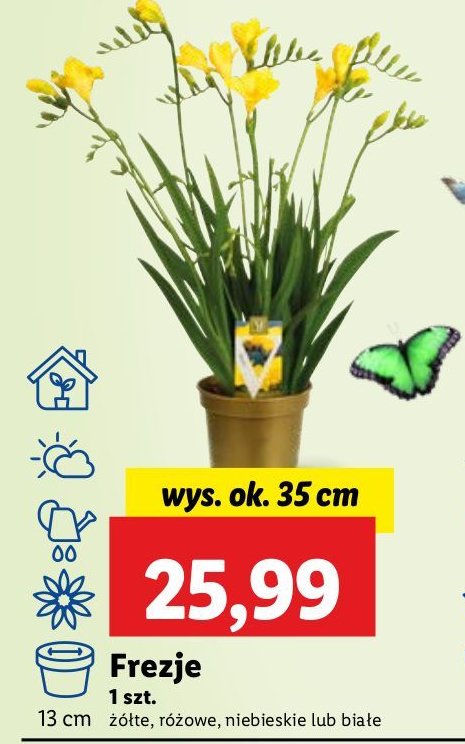 Frezja różowa promocja w Lidl