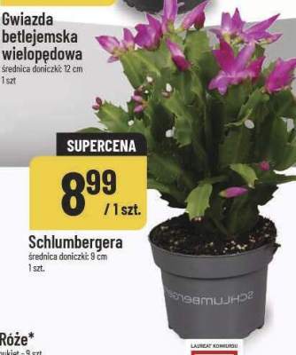 Schlumbergera promocja w POLOmarket