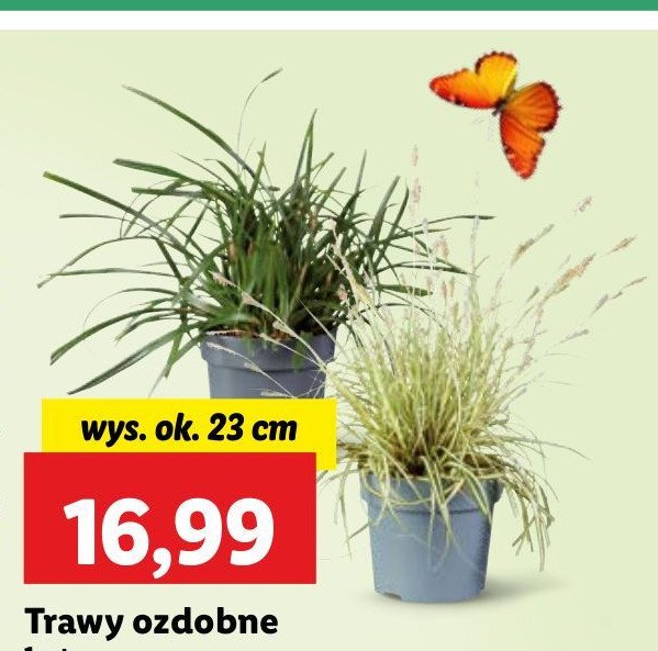 Trawa ozdobna 23 cm promocja