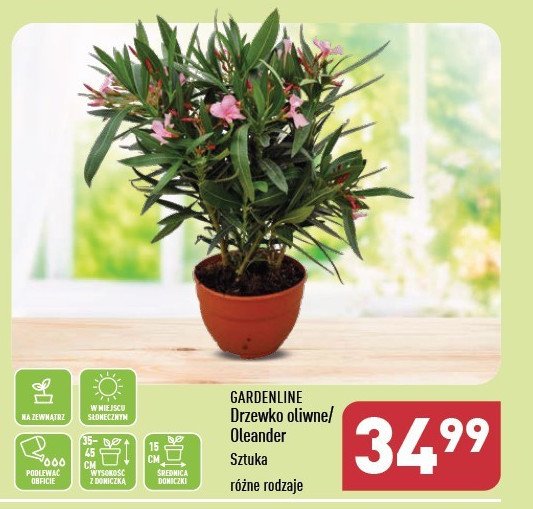 Drzewko oliwne GARDEN LINE promocja