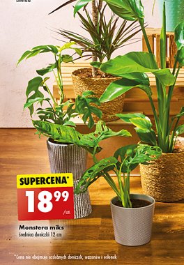 Monstera don. 12 cm promocja