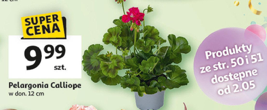 Pelargonia calliope 12 cm promocja w Auchan