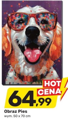 Obraz Pies promocja w Bricomarche
