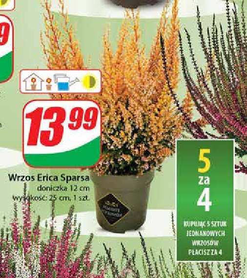 Wrzos erica sparsa don. 12 cm promocja