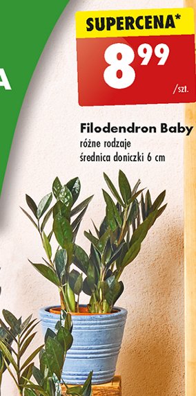 Filodendron baby promocja