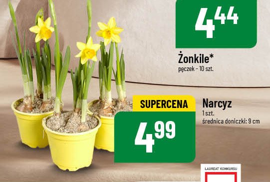 Narcyz śr.doniczki 9 cm promocja w POLOmarket