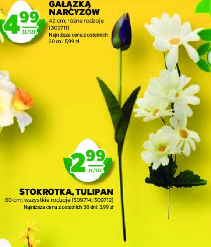 Tulipan 60 cm promocja
