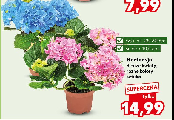 Hortensja don. 10.5 cm promocja w Kaufland