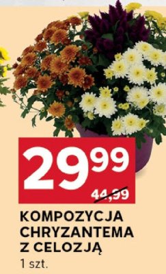 Chryzantema promocja w Stokrotka