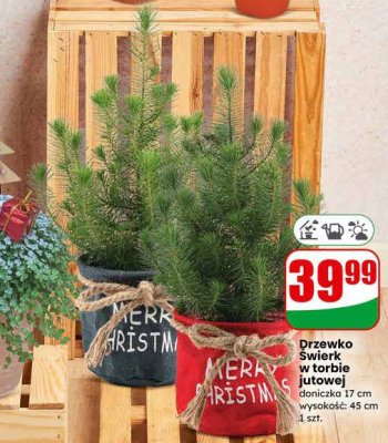 Drzewko Świerk w torbie jutowej doniczka 17 cm promocja w Dino