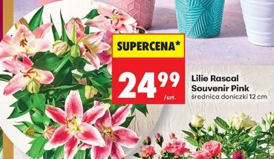 Lilie Rascal Souvenir Pink 12 cm promocja w Biedronka