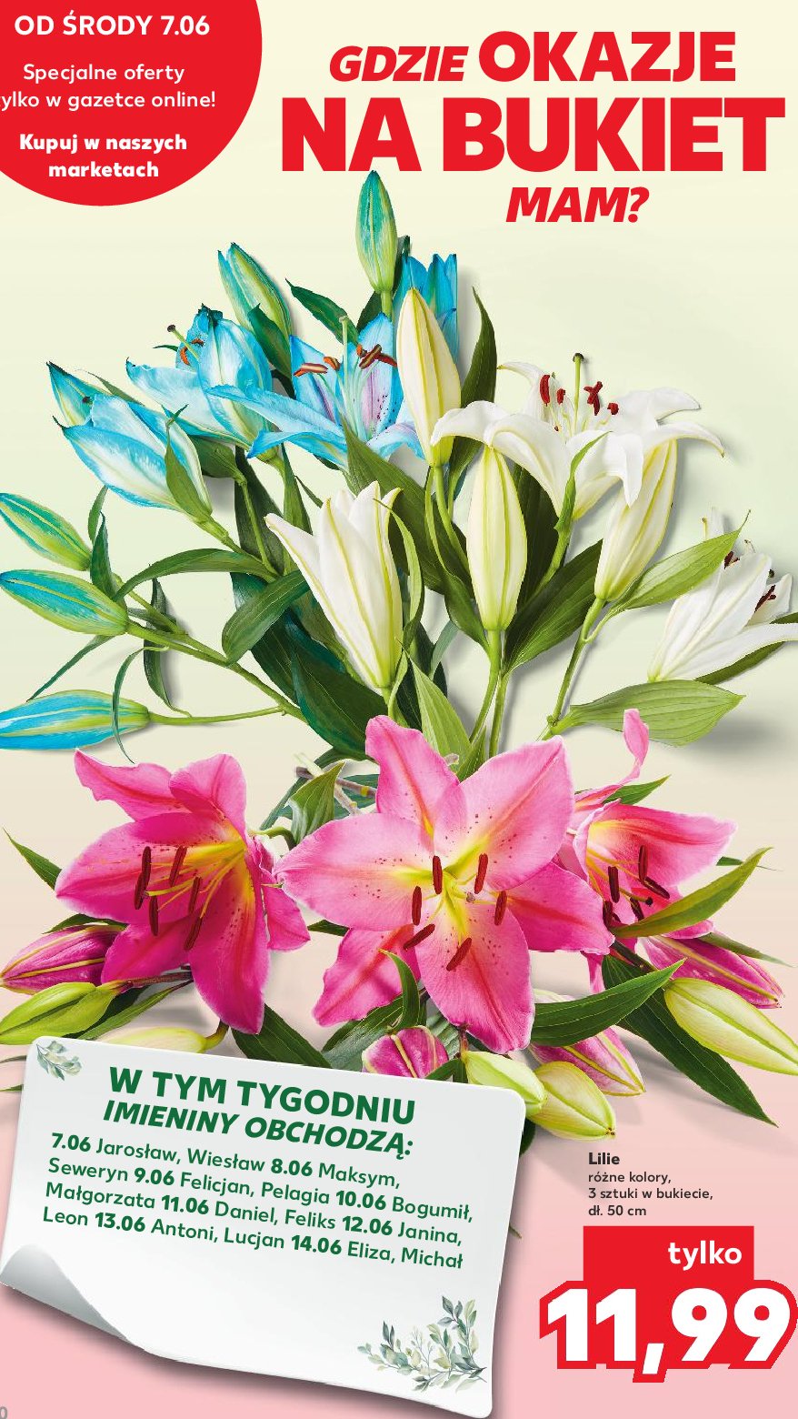 Lilie promocja