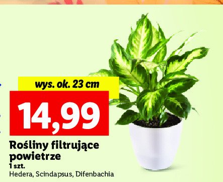 Difenbachia 23 cm promocja