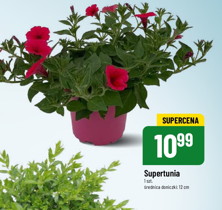 Supertunia vista 12 cm promocja