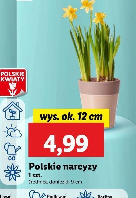 Narcyzy promocja