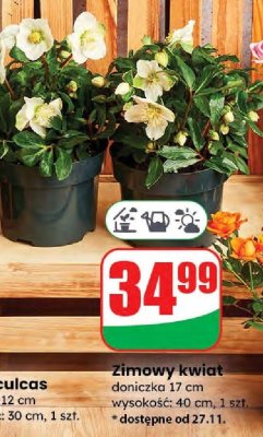 Zimowy kwiat promocja w Dino