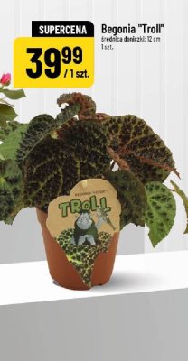 Begonia "Troll" średnica doniczki 12 cm 1 szt. promocja w POLOmarket