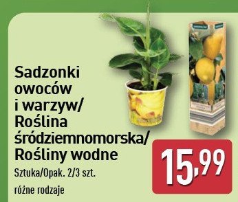 Roślina śródziemnomorska 25-38 cm GARDEN LINE promocja
