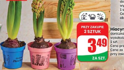 Hiacynt doniczkowy promocja w Dino
