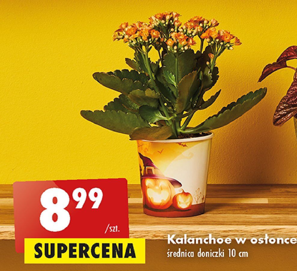 Kalanchoe śr. doniczki 10 cm promocja