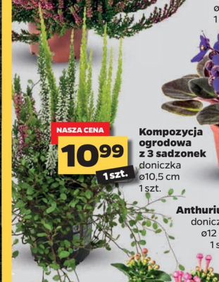 Kompozycja ogrodowa z 3 sadzonek 10.5 cm promocja