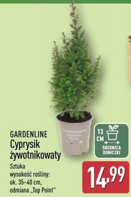 Cyprysik żywotnikowany promocja w Aldi