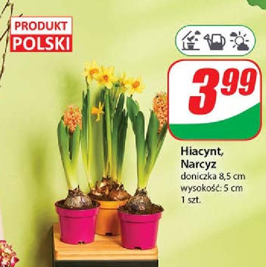 Hiacynt promocja
