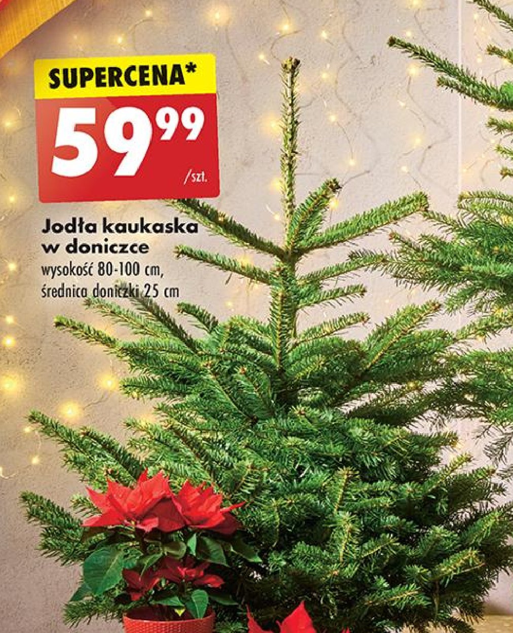 Jodła kaukaska promocja w Biedronka