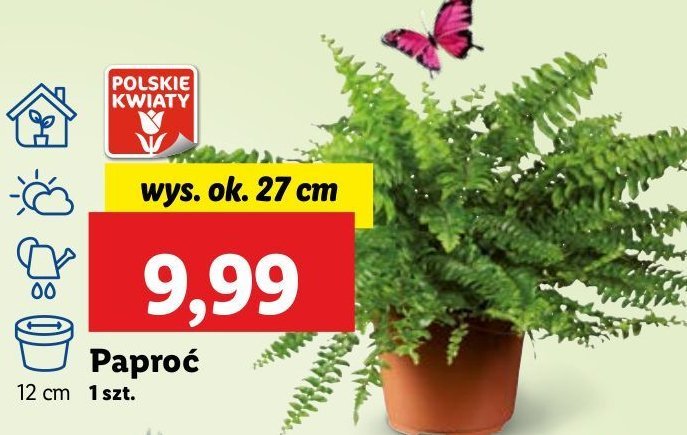 Papro膰 don. 12 cm promocja