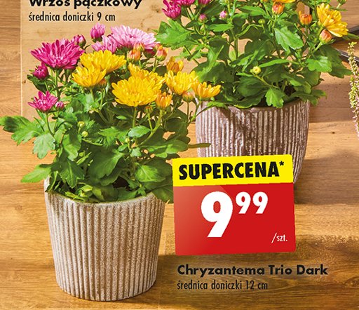 Chryzantema trio w don. 12 cm promocja w Biedronka