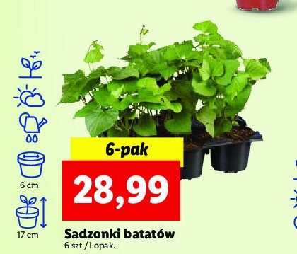 Sadzonki batat贸w promocja