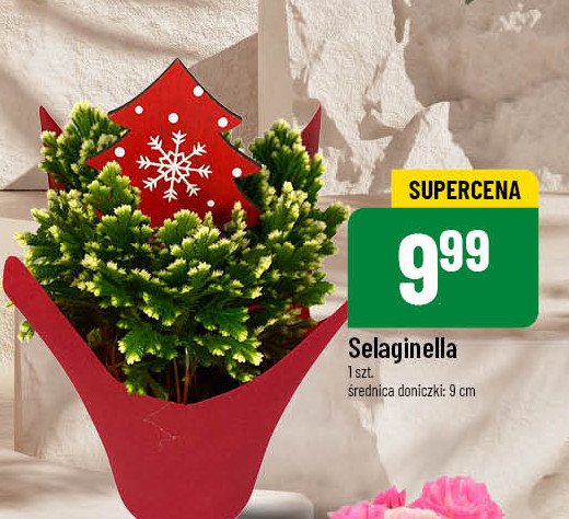 Selaginella promocja