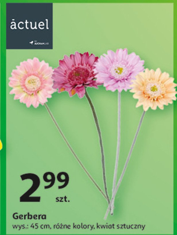 Gerbera wys. 45 cm Actuel promocja w Auchan