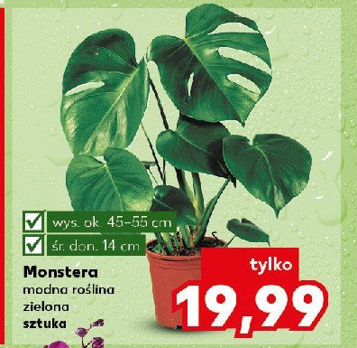 Monstera promocja