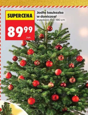 Jodła kaukaska w doniczce promocja w Biedronka