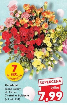 Goździki 45 cm promocja w Kaufland